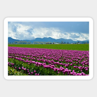 Skagit Tulip Fields Sticker